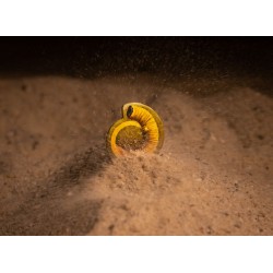 DUNE:SECRETOS DE LAS CASAS